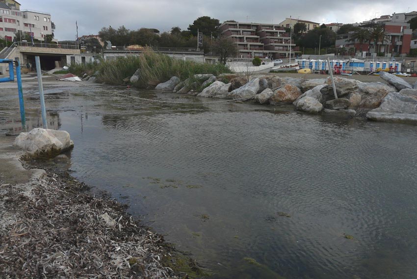 Rio Salivoli (Piombino) - rospi smeraldini in citt!